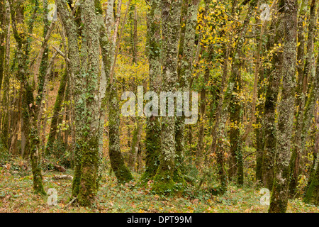 Misto di quercia sessile e carpino Bosco in autunno, Foret de Compagne, Dordogne, Francia Foto Stock