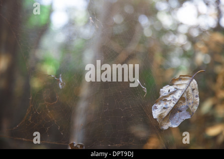 Vista ravvicinata sul vecchio spider web nella giungla. India Foto Stock