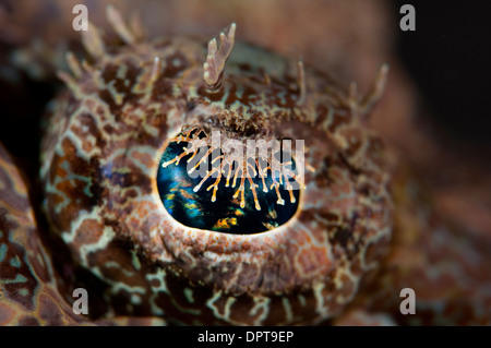 Occhio di coccodrillo, flathead Cymbacephalus beauforti, Lembeh strait, Sulewesi del Nord, Indonesia. Foto Stock