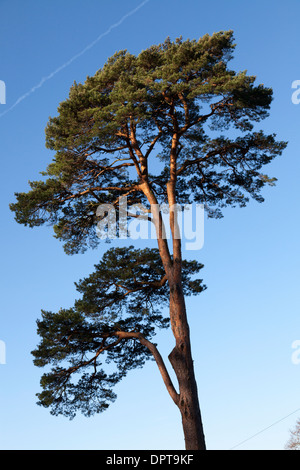 Altezza di pino silvestre (Pinus sylvestris) tree soleggiato contro il cielo blu. Foto Stock