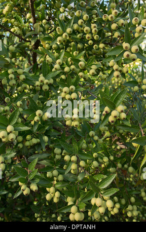 Frutti di mirto comune, Myrtus communis, Francia Foto Stock