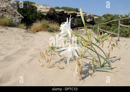 Sea daffodil (Pancratium maritimum) in fiore sulla spiaggia di Vendicari riserva naturale in Italia Foto Stock