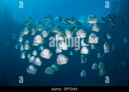 Scuola di circolare, batfish Platax orbicularis, Bunaken, Manado, Nord Sulewesi, Indonesia. Foto Stock