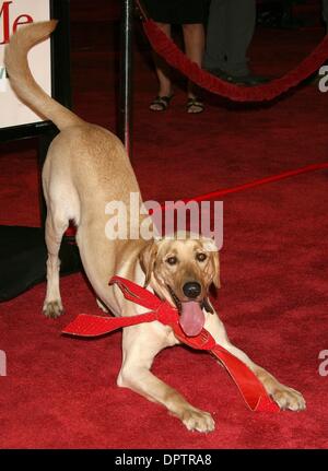 Dic 11, 2008 - Los Angeles, California, Stati Uniti d'America - Marley al 'Marley & Me Los Angeles Premiere detenute al Mann Village Theatre. (Credito Immagine: Â© Paul Fenton/ZUMA Press) Foto Stock