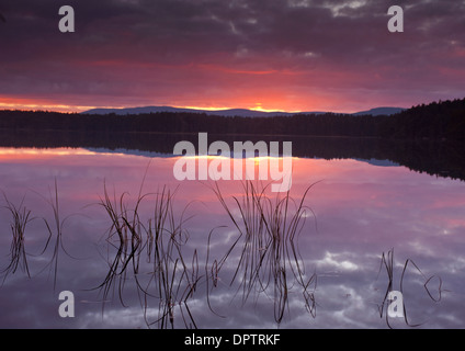Il tramonto dopo il tramonto a Loch Garten, Nethybridge, Strathspey. Inverness-shire. Scozia SCO 9216 Foto Stock