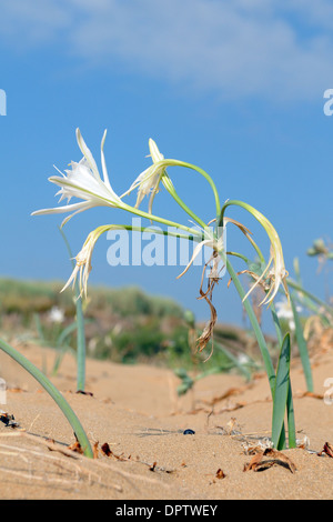 Sea daffodil (Pancratium maritimum) in fiore sulla spiaggia di Vendicari riserva naturale in Italia Foto Stock