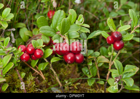 Cowberry, un importante frutto per la brughiera uccelli in Scozia crescente selvatici in nativo pinete in Scozia. SCO 9232. Foto Stock