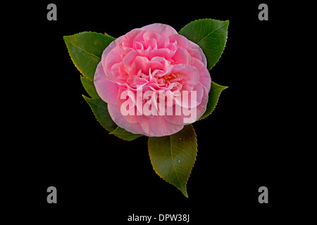 Esordiente Camellia Camellia japonica, , Slidell, Louisiana , 'la Camellia city', nativo di Asia Foto Stock