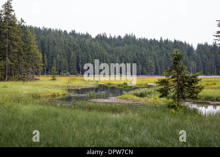 Piccolo lago Arber nel Parco Nazionale della Foresta Bavarese - Germania Foto Stock