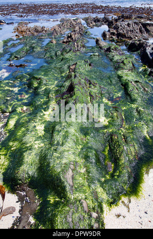 Le alghe sulle rocce sulla spiaggia in Sea Point - Cape Town - Sud Africa Foto Stock