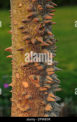 albero del filo di seta Foto Stock