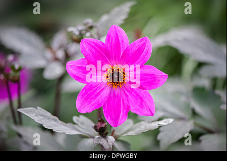Close-up immagine di un singolo pink Dahlia 'Magenta Star' Fiore Foto Stock