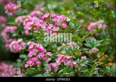 Floribunda Rose - Rosa "Brillant Pink Iceberg " Foto Stock