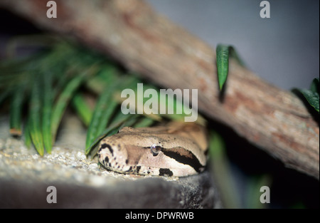 L'Australia, la fauna selvatica, animali nativi, serpenti carpet python. Foto Stock