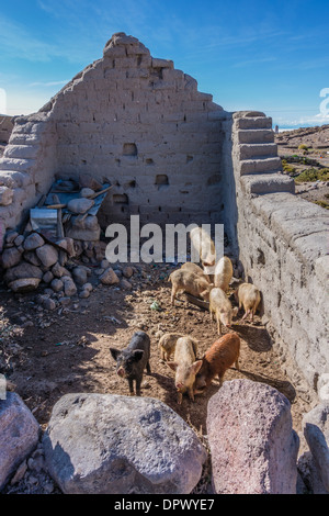 Abbandonato adobe house senza un tetto utilizzato come un maiale sty in Tahua, Bolivia vicino al Salar de Uyuni. Foto Stock