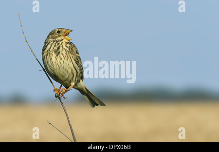 Corn Bunting Miliaria calandra Foto Stock