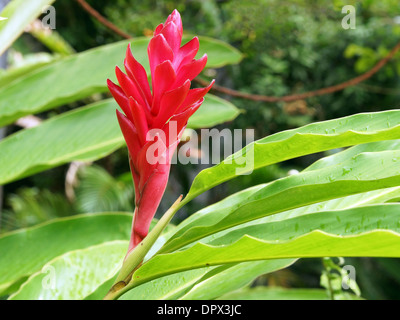 Fiore della Red Ginger, dei Caraibi Foto Stock