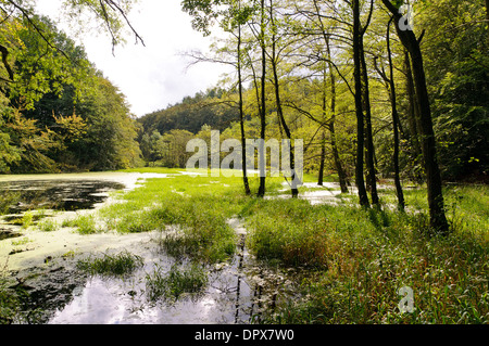 Le zone umide nel Jasmund National Park, Rügen, Germania Foto Stock