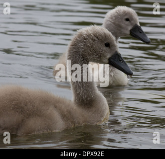 Coppia di cygnets nuotare nella stessa direzione Foto Stock