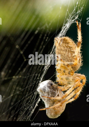 Ragno con preda di una web, vicino fino Foto Stock