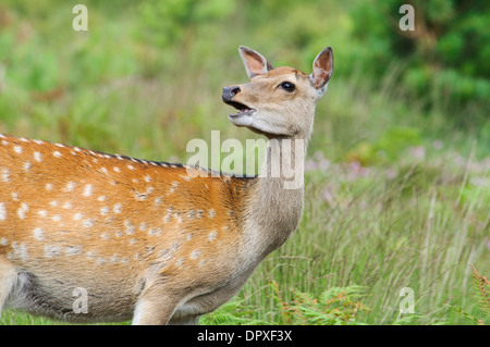 Cervi Sika (Cervis nipon), close-up su teh testa e le spalle di una femmina adulta a metà masticare ad Arne, Dorset. Agosto. Foto Stock