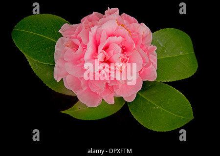 Esordiente Camellia Camellia japonica, , Slidell, Louisiana , 'la Camellia city', nativo di Asia Foto Stock