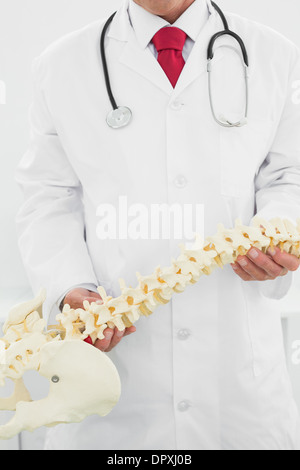 La sezione centrale di un medico azienda modello di scheletro Foto Stock