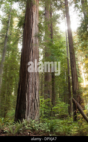 Redwood Forest in Jedediah Smith parco dello Stato della California. Foto Stock