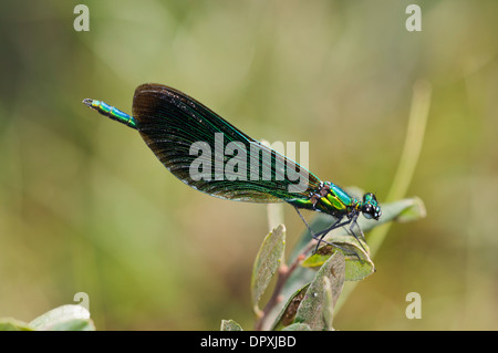 Belle Demoiselle (Calopteryx virgo), maschio adulto arroccato su una foglia a Crockford flusso nella nuova foresta, Hampshire. Agosto. Foto Stock