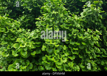 Foglie di Ginkgo biloba tree. Oregon, Stati Uniti d'America Foto Stock