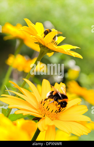 Bombi sulla falsa girasoli o Heliopsis helianthoides nel giardino in estate - verticale Foto Stock