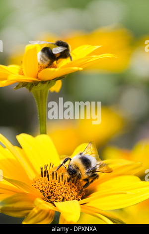 Bombi sulla falsa girasoli o Heliopsis helianthoides nel giardino in estate - verticale Foto Stock