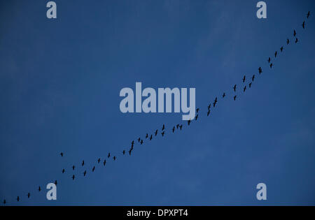 Fort Worth, Texas, Stati Uniti d'America. 16 gennaio, 2014. 1/16/2014 ft. Vale la pena, TX. Stati Uniti d'America. Un gregge di cormorani ritornano al loro roost serale lungo le rive del fiume della Trinità in Ft. Vale la pena, Texas su una mite sera d'inverno. © Ralph Lauer/ZUMAPRESS.com/Alamy Live News Foto Stock