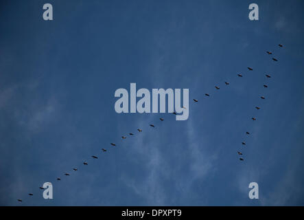 Fort Worth, Texas, Stati Uniti d'America. 16 gennaio, 2014. 1/16/2014 ft. Vale la pena, TX. Stati Uniti d'America. Un volo di cormorani ritornano al loro roost serale lungo le rive del fiume della Trinità in Ft. Vale la pena, Texas su una mite sera d'inverno. © Ralph Lauer/ZUMAPRESS.com/Alamy Live News Foto Stock