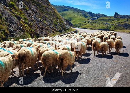 Pecore camminando sulla strada per automobili. Foto Stock