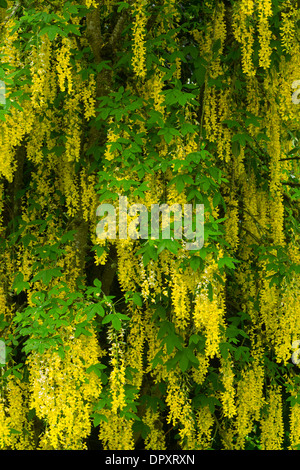 Un Maggiociondolo albero in fiore in primavera. Oregon. Stati Uniti d'America Foto Stock