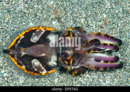 Flamboyant seppie, Metasepia pfefferi, Bunaken, Manado, Nord Sulewesi, Indonesia. Foto Stock