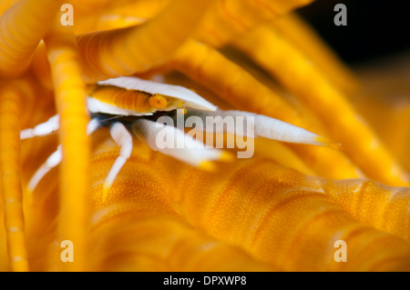 Crinoide squat lobster, Allogalathea elegans, Bunaken, Manado, Nord Sulewesi, Indonesia. Foto Stock