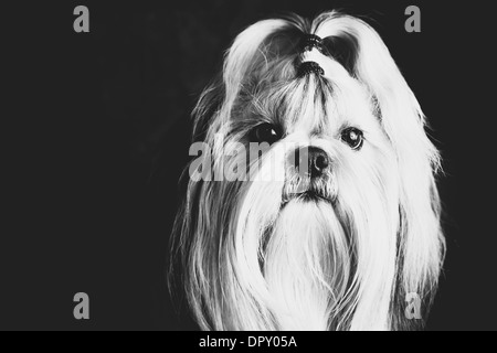 Shih tzu cane di pellicola in bianco e nero ritratto di stile. Foto Stock