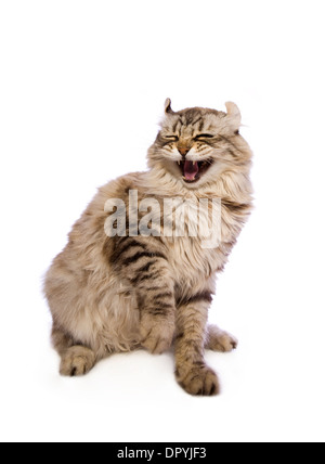 Funny spaventata lauging gatto con zampa fino isolato su sfondo bianco Foto Stock