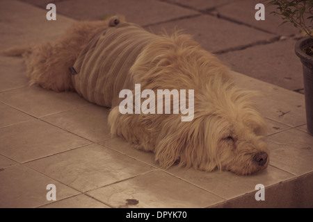 Cane randagio Foto Stock