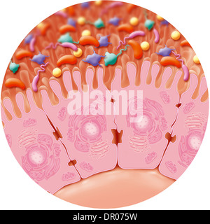 Batteri intestinali, disegno Foto Stock