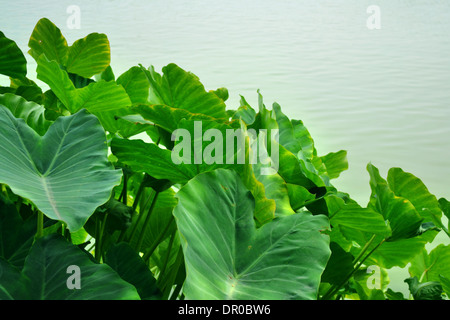 Caladium bicolor è la regina delle piante frondose Foto Stock