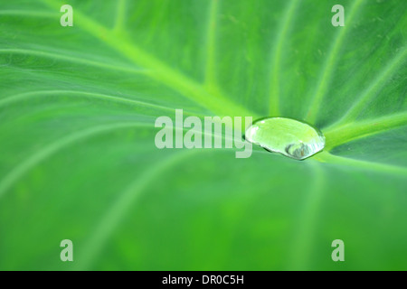 Gocce di acqua su una foglia di loto in natura Foto Stock