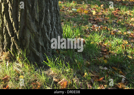 Sfondo di autunno Foto Stock