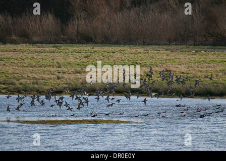 Gregge di unione Teal (Anas crecca) cada all'acqua Foto Stock