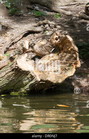 Femmina Mallard duck - Anas platyrhynchos con pulcini mimetizzata nel marcio tronco di albero dal lato del fiume, Berkshire, Inghilterra, Regno Unito Foto Stock