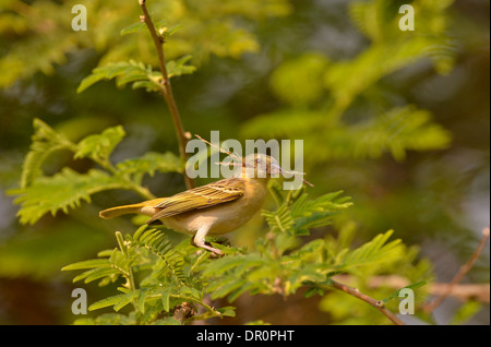 Southern o Vitelline Tessitore mascherato (Ploceus velatus) femmina arroccato con materiale di nidificazione nel suo becco, Lusaka, Zambia Foto Stock