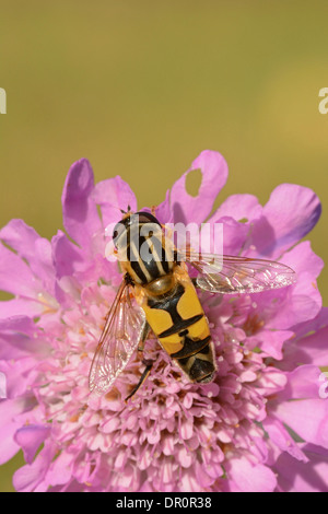 Borchiati Hoverfly (Helophilus pendulus) a riposo sul fiore Scabius, Oxfordshire, Inghilterra, Luglio Foto Stock