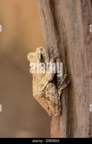 Mozambico Forest Raganella (Leptopelis mossambicus) a riposo sul tronco di albero, Parco Nazionale di Kafue, Zambia, Settembre Foto Stock